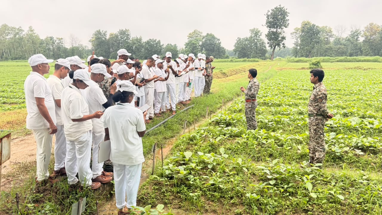 चुलबंद नर्सरी नवेगावबांध
